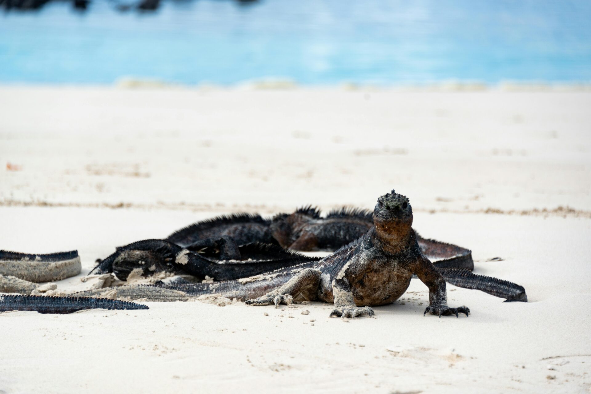 Galápagos