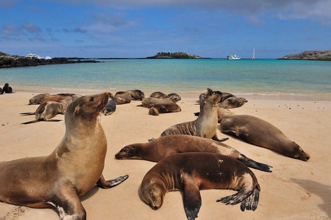 Galápagos