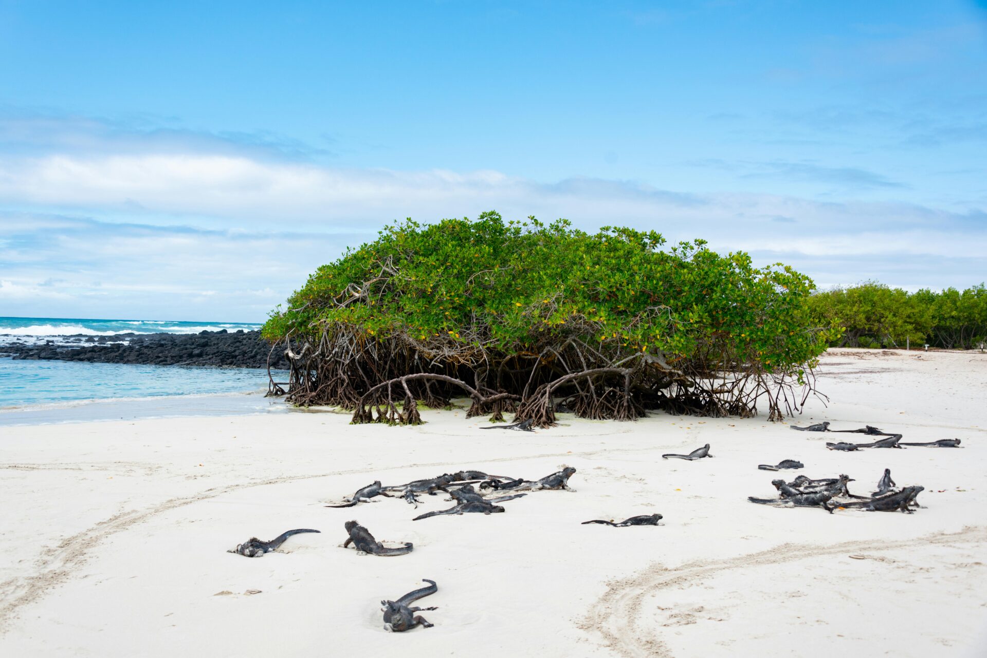 Galápagos Beach at Tortuga Bay, Equador - as 31 praias mais lindas do mundo