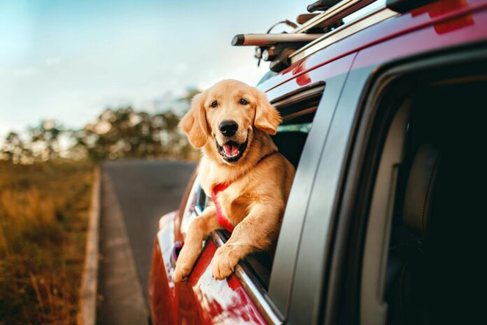 melhores praias pet friendly melhores praias pet friendly