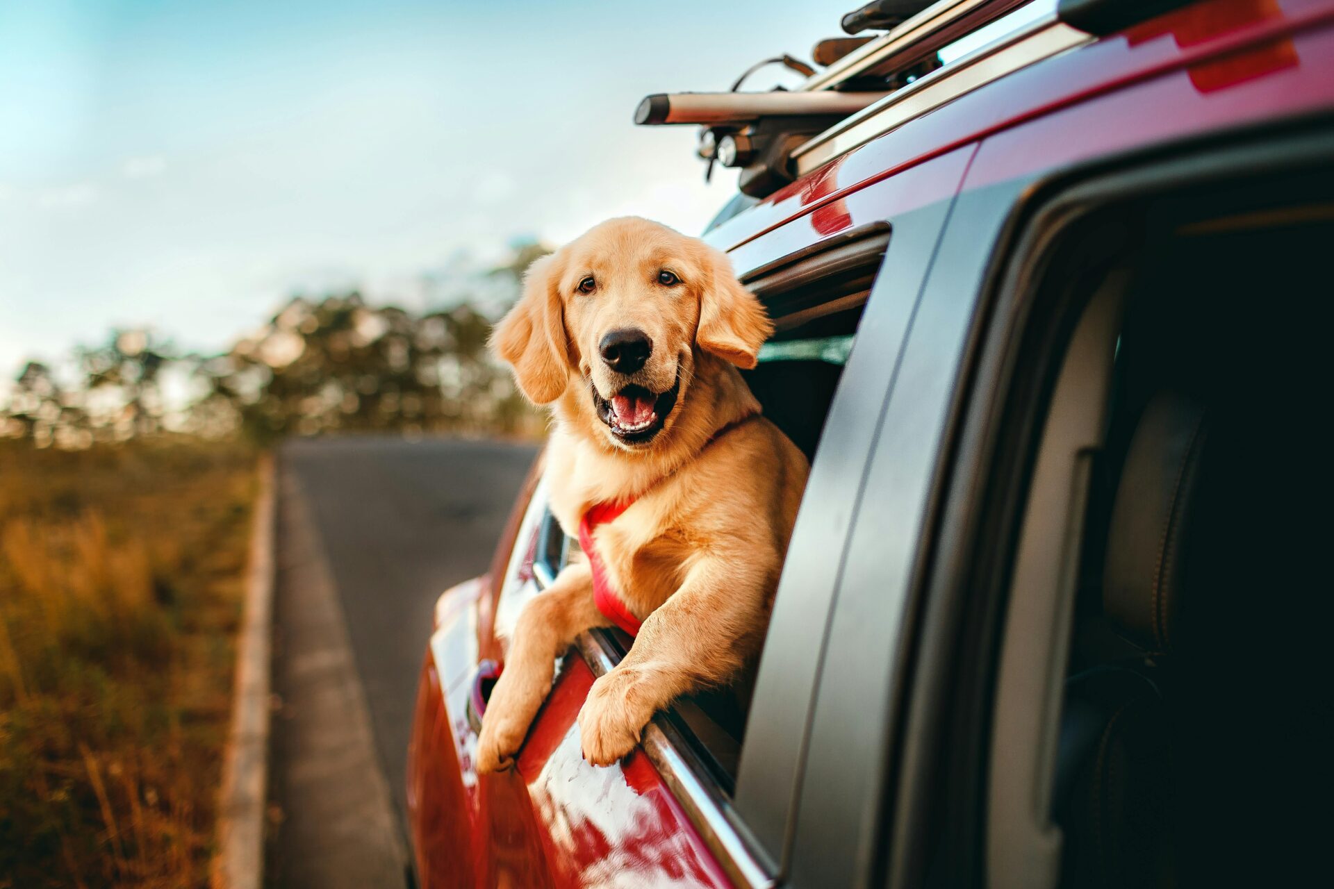 melhores praias pet friendly