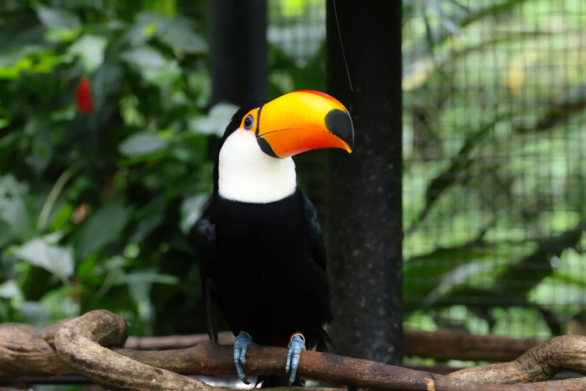 Foz do Iguaçu: 10 dicas especiais e curiosidades pra você - dicas especiais