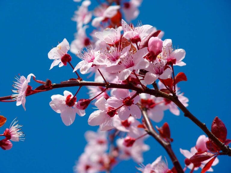 destinos para apreciar a primavera no Brasil