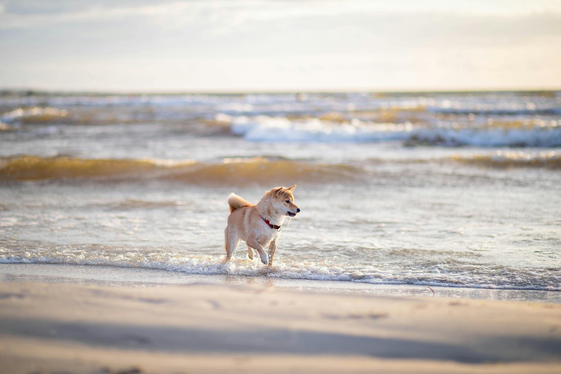 Confira as melhores praias pet friendly para você levar seu amigo de 4 patas. Não precisa mais viajar e deixar ele sozinho. Praias pet friendly para conhecer