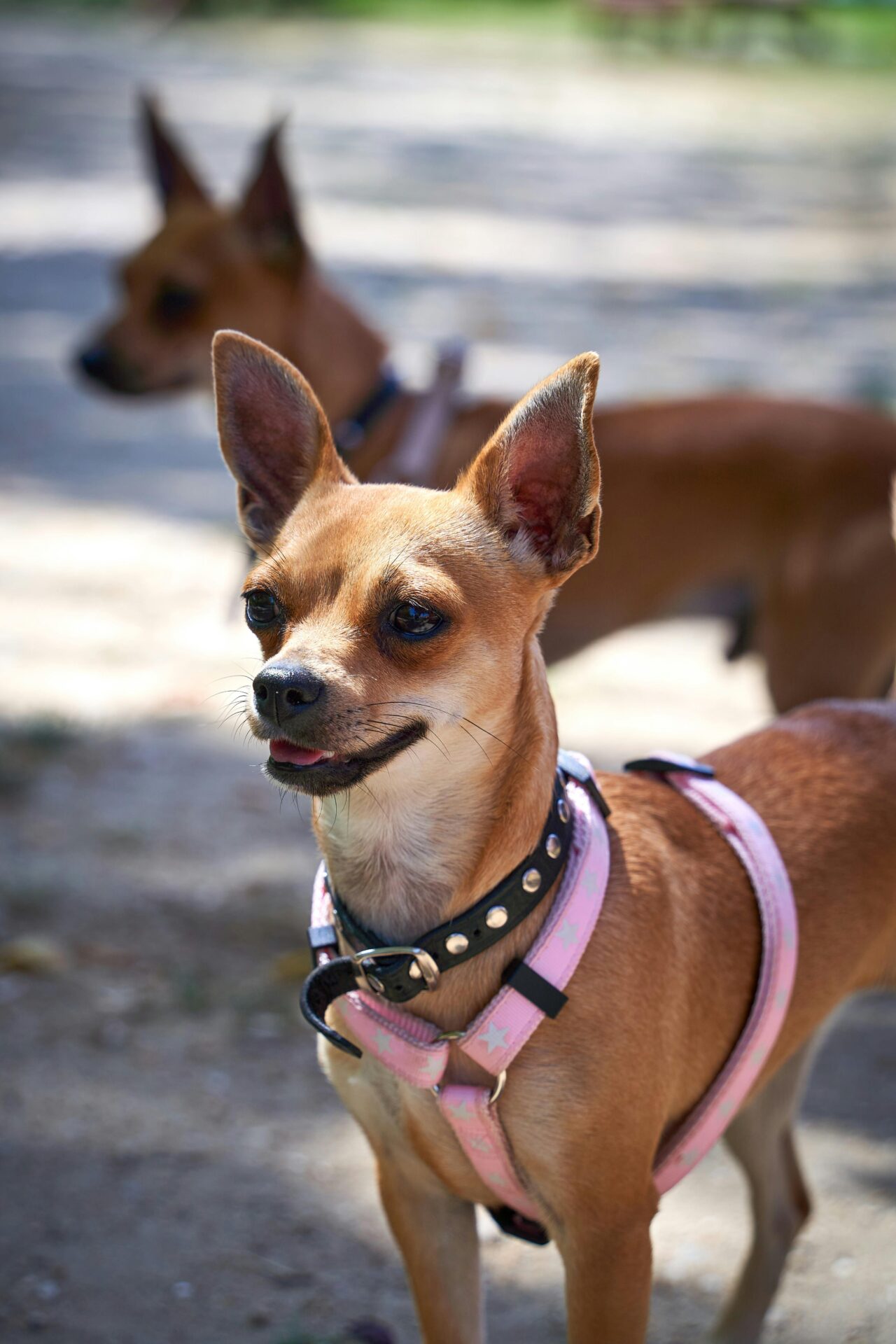 7 praias pet friendly para você viajar com seu melhor amigo