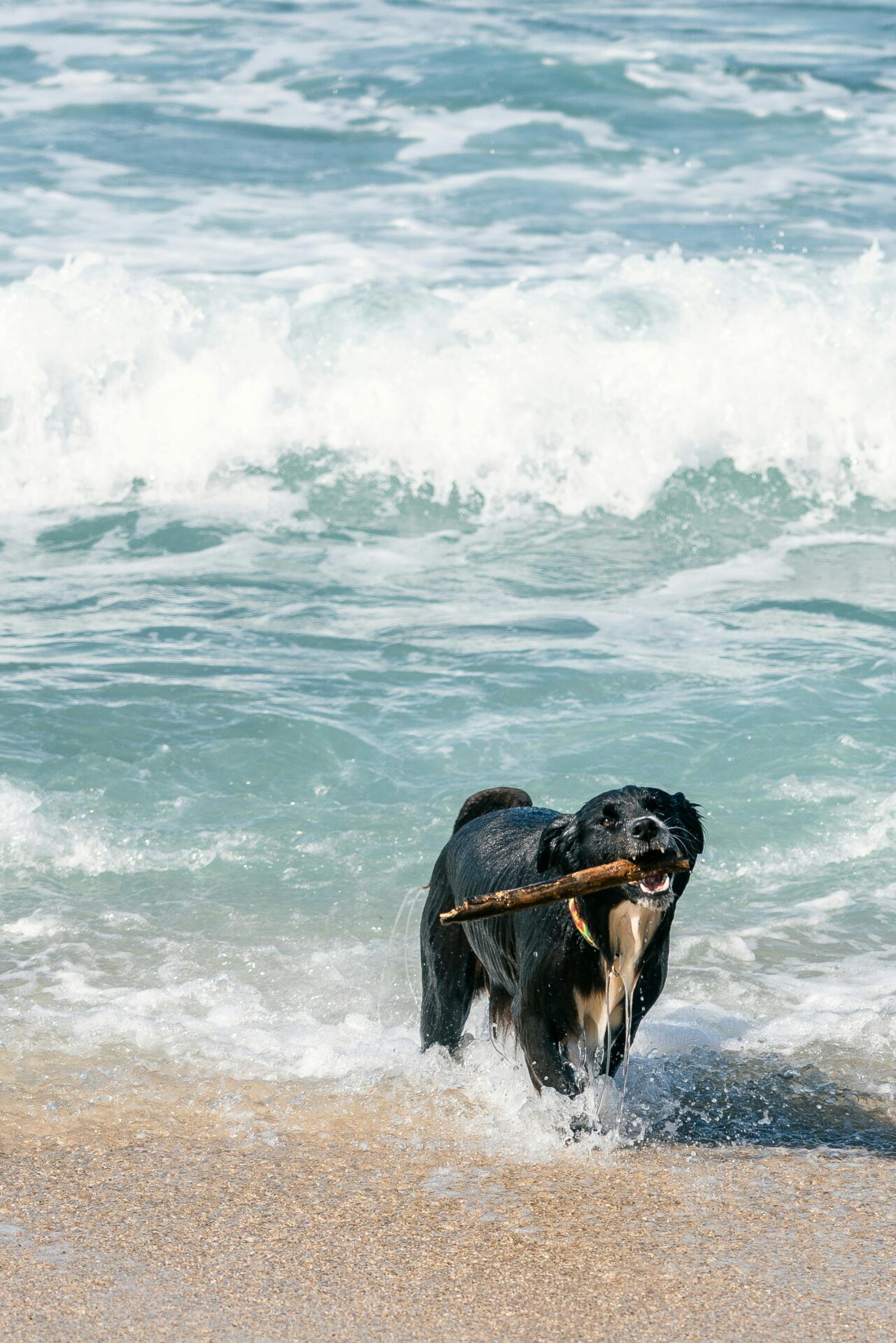 Praias pet friendly - Nada como levar seu amigo para viajar e fazer muitas aventuras juntos!!