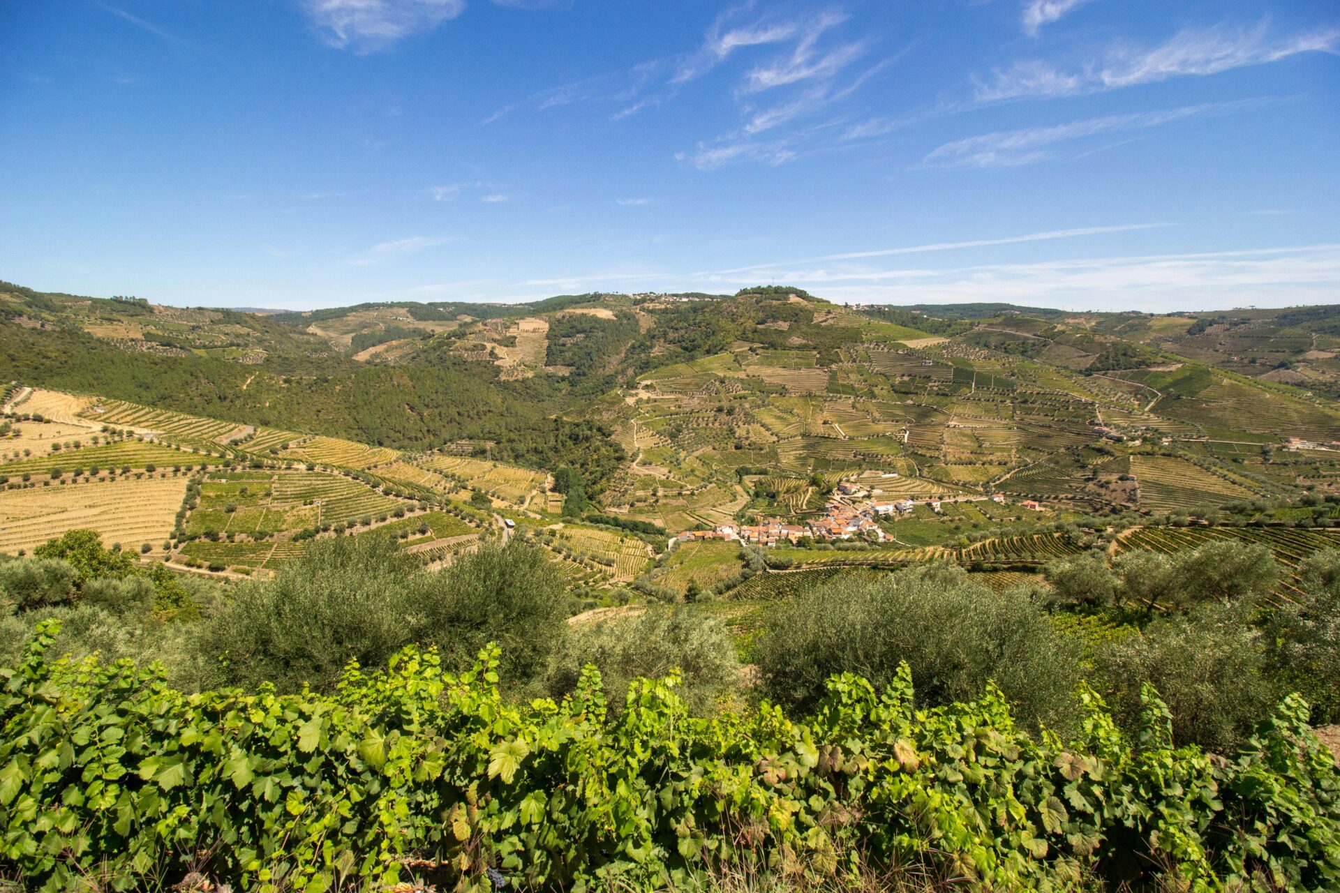 Vinícola em Portugal - Destinos especiais para os amantes de vinho