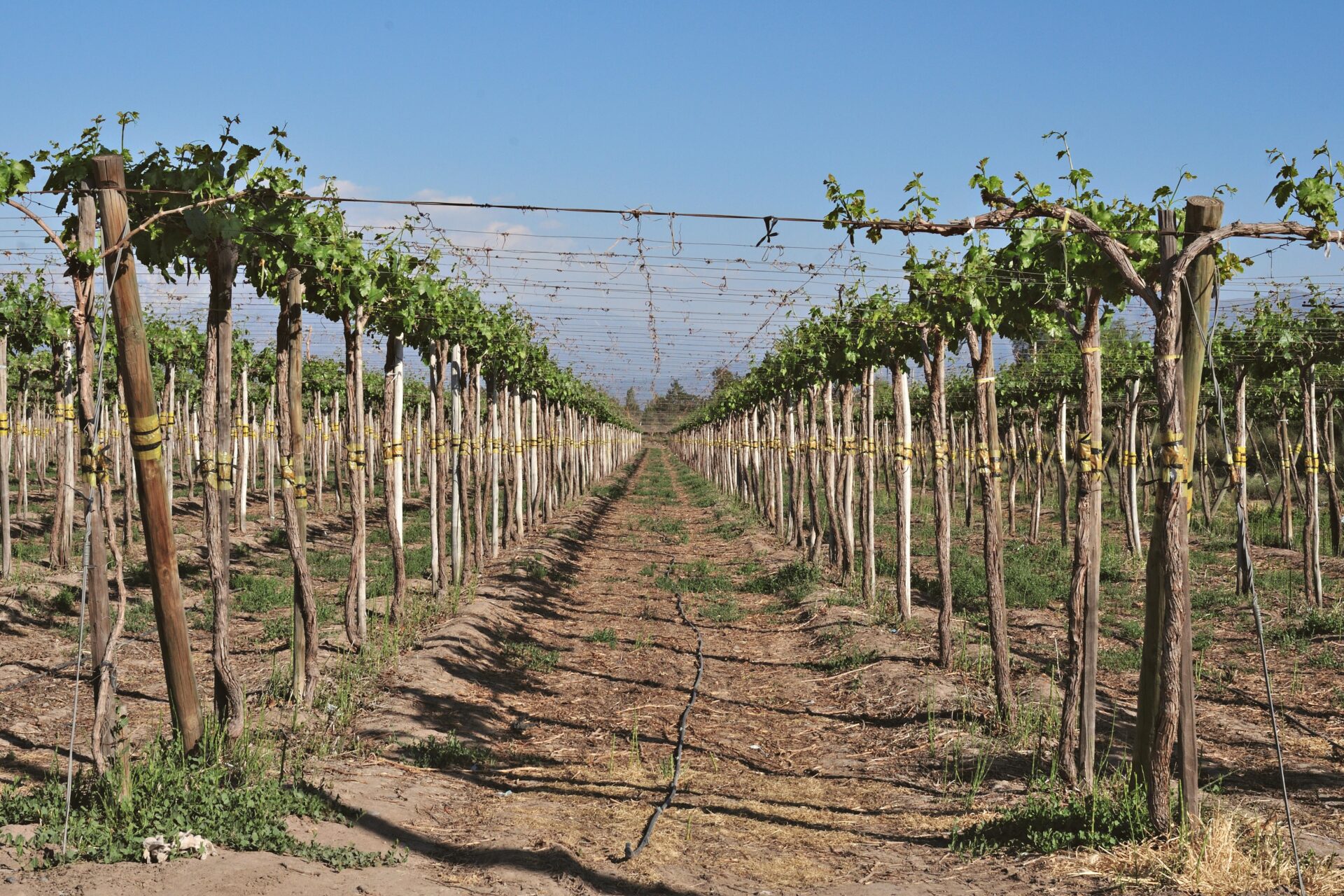 Vinícola do Chile - 10 destinos especiais para os amantes de vinho