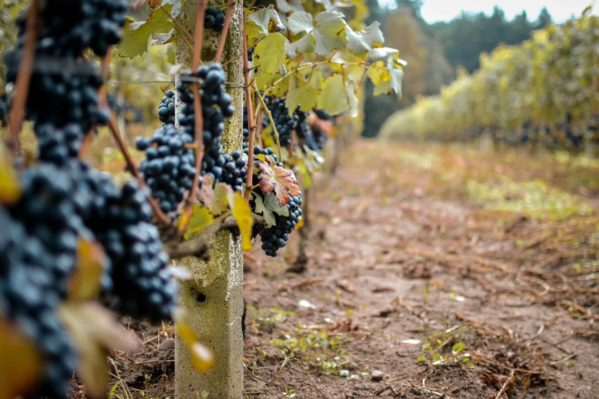 Conheça as vinícolas mais famosas da italia e deguste os melhores vinhos italianos.