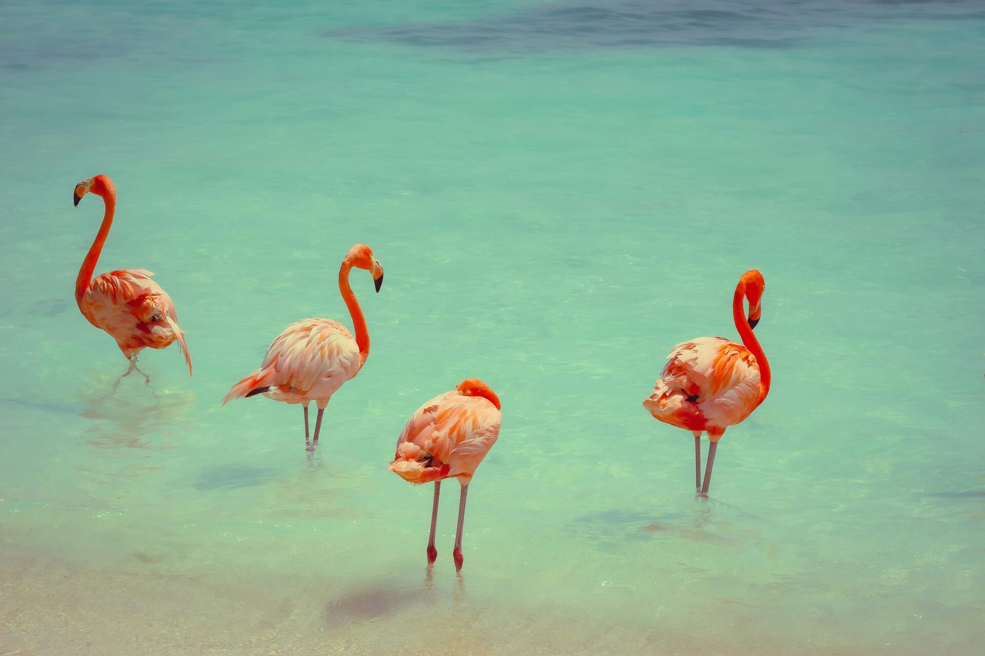 Flamingo Beach - Roteiros completos de 6, 9 e 10 dias em Curaçao e Aruba