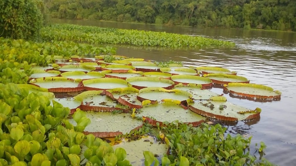 Pantanal, Brasil