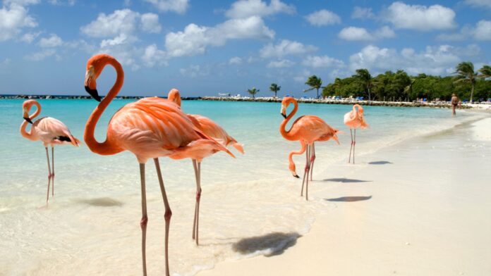 guia de Aruba