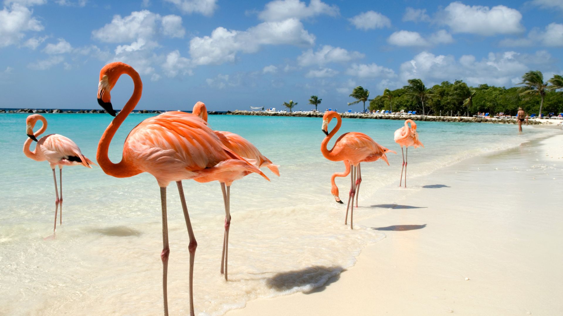 Quando ir a Aruba