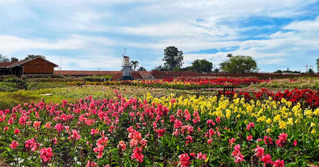 Holambra - 11 Cidades lindas brasileiras para você conhecer