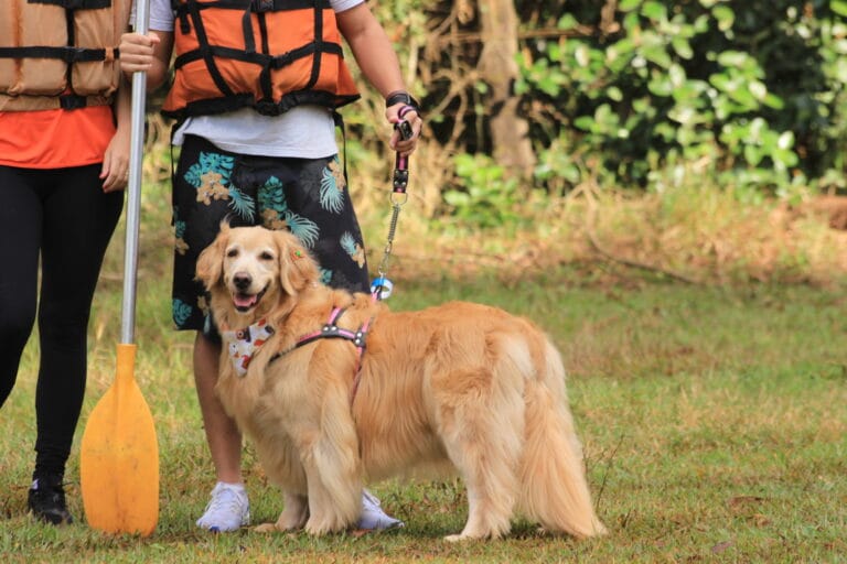 23 melhores hotéis pet friendly no Brasil para viajar com seu pet