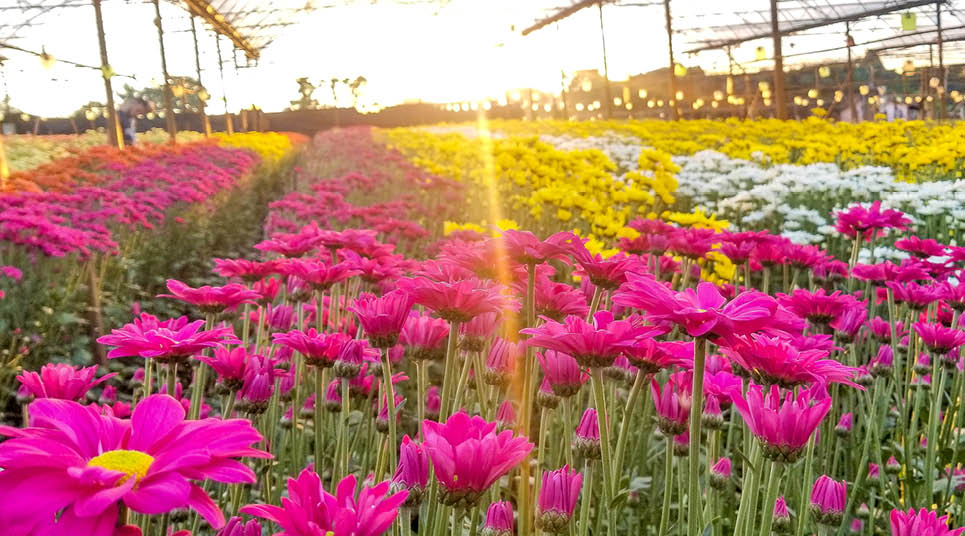 Guia completo de Holambra, a "Cidade das Flores", um dos destinos mais conhecidos no estado de São Paulo - guia completo de Holambra.