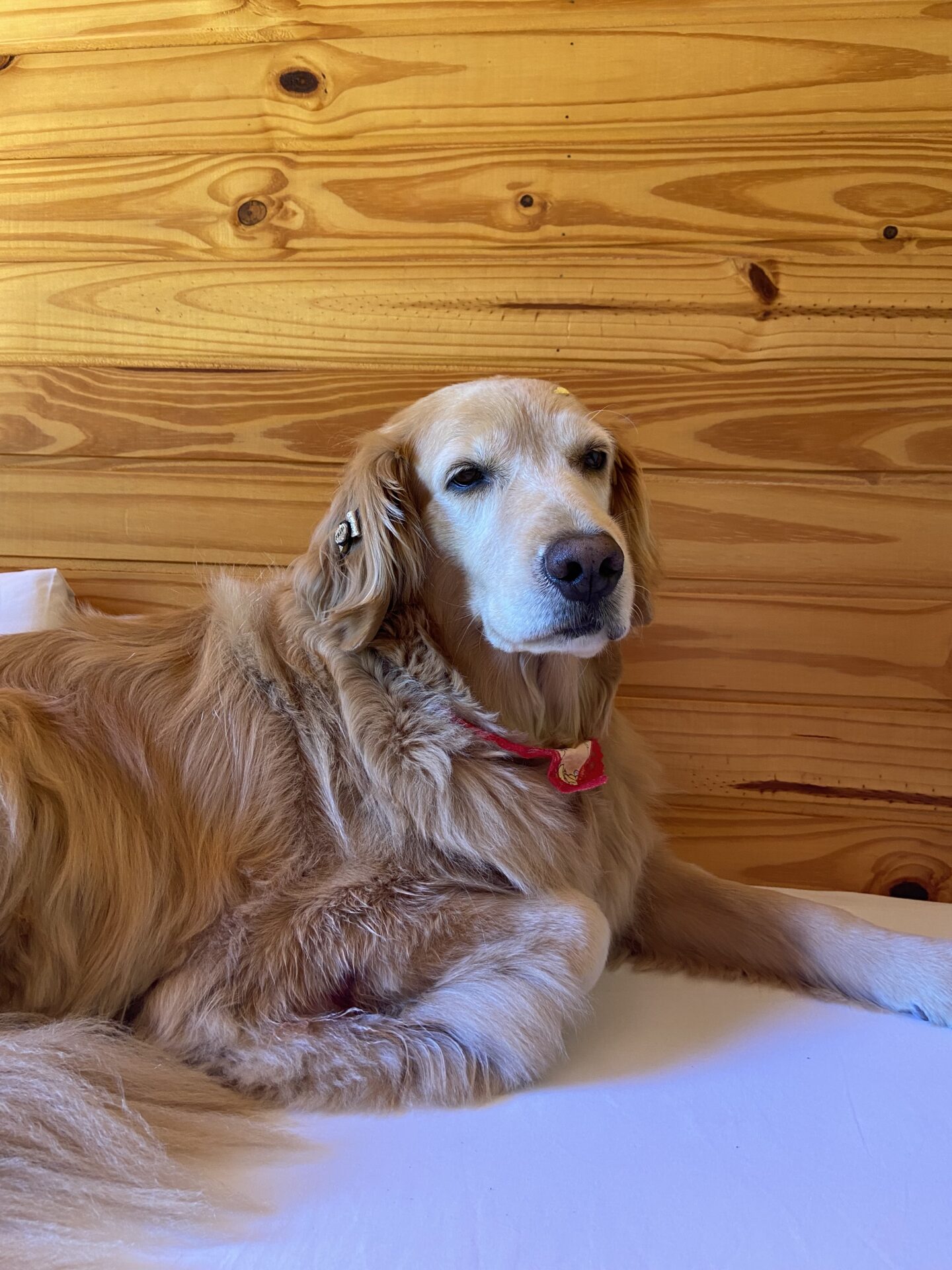 Melhores hotéis pet friendly, reserve aqui sua hospedagem pet friendly - hotéis e pousadas pet friendly.