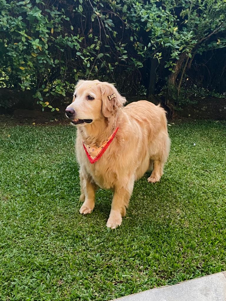 Melhores hotéis pet friendly, reserve aqui sua hospedagem pet friendly - hotéis e pousadas pet friendly.