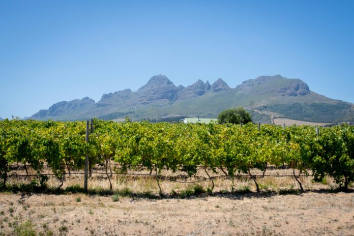As melhores vinícolas na África do Sul