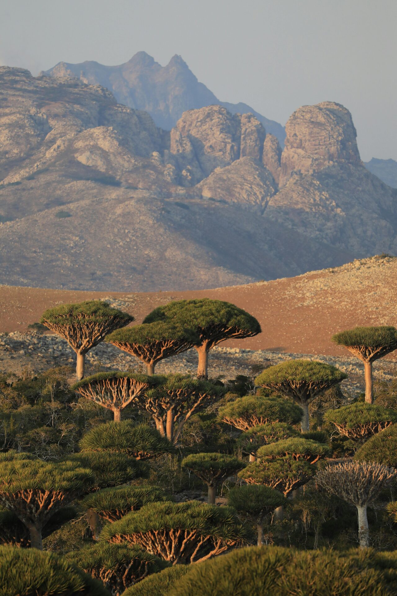 Ilha de Socotra, Iêmen