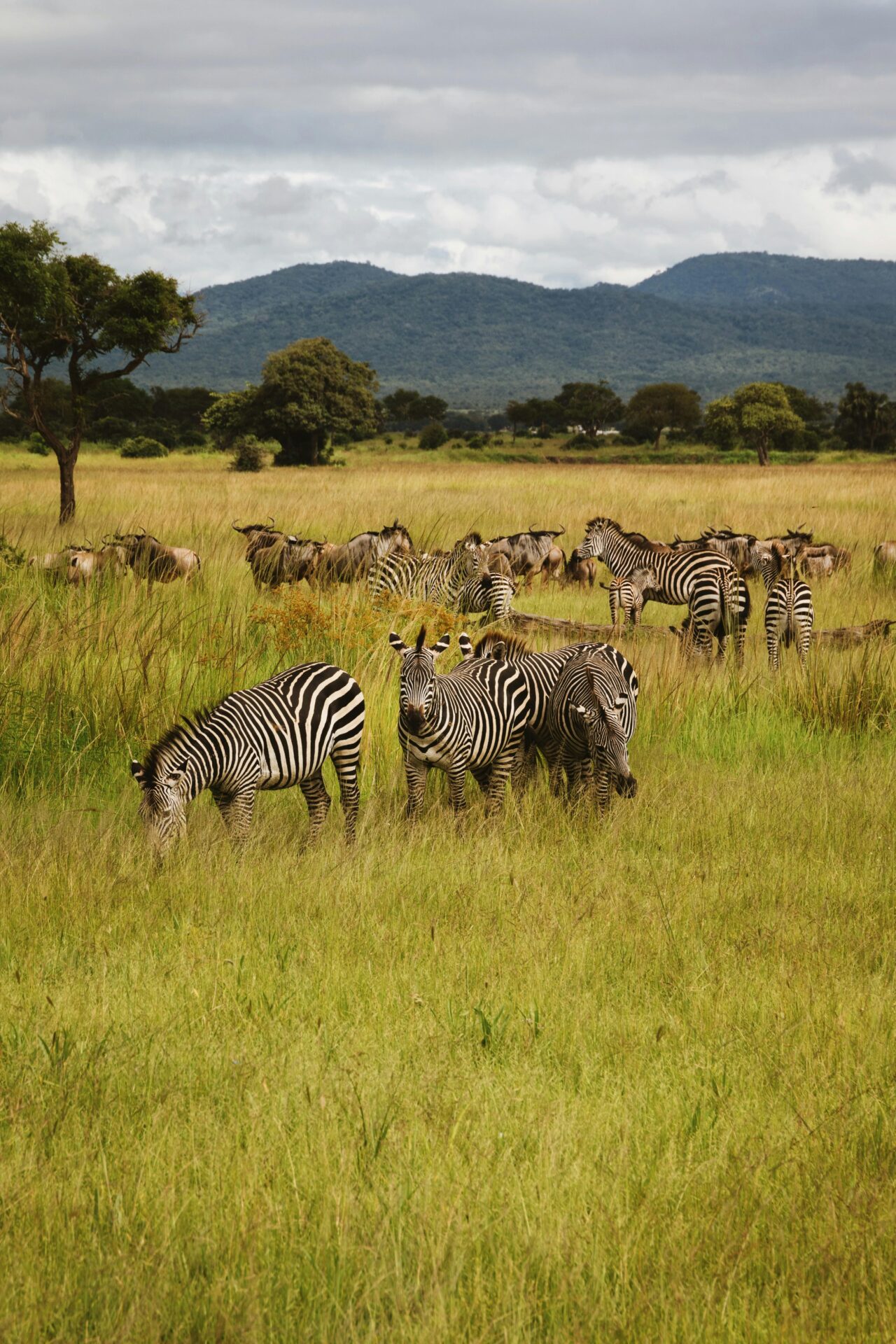 Parque Nacional de Gombe, Tanzânia