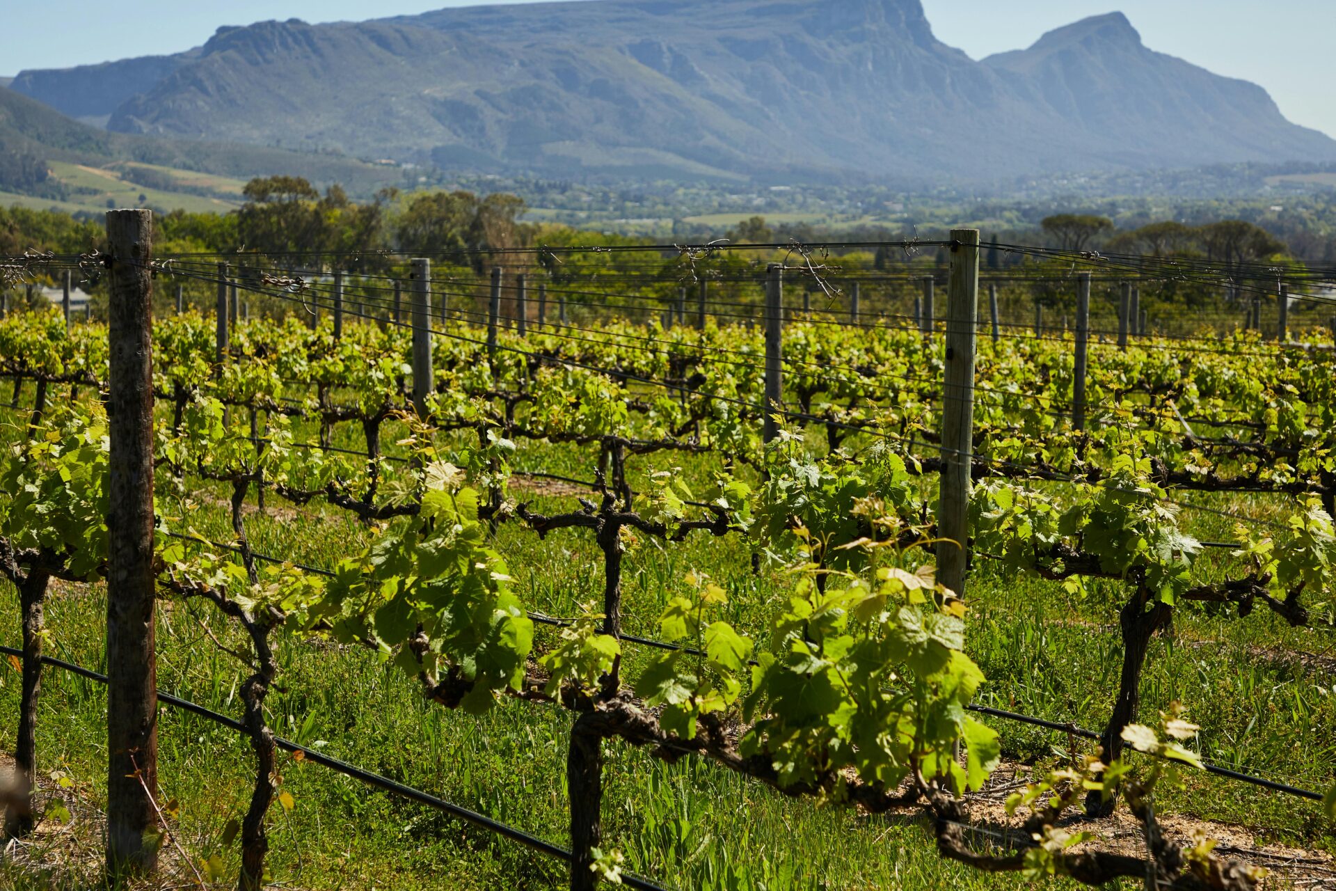 As melhores vinícolas na África do Sul: Descubra os destinos imperdíveis para os amantes de vinho