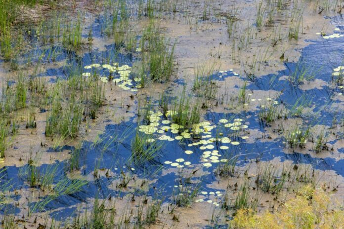 Explorando o Roteiro Pantanal Uma Jornada na Natureza Selvagem do Brasil