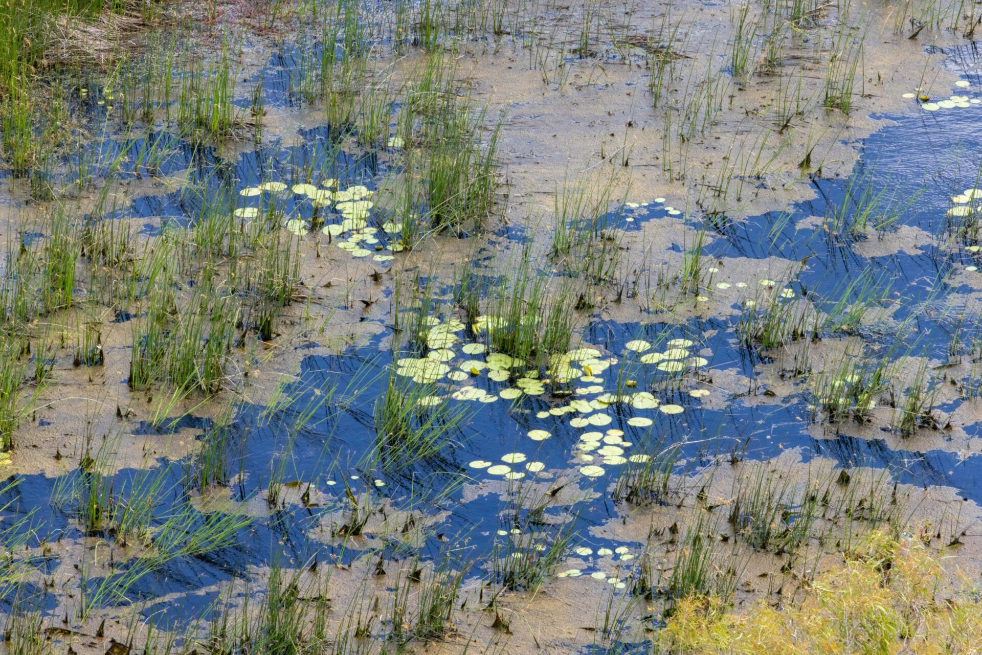 Explorando o Roteiro Pantanal Uma Jornada na Natureza Selvagem do Brasil