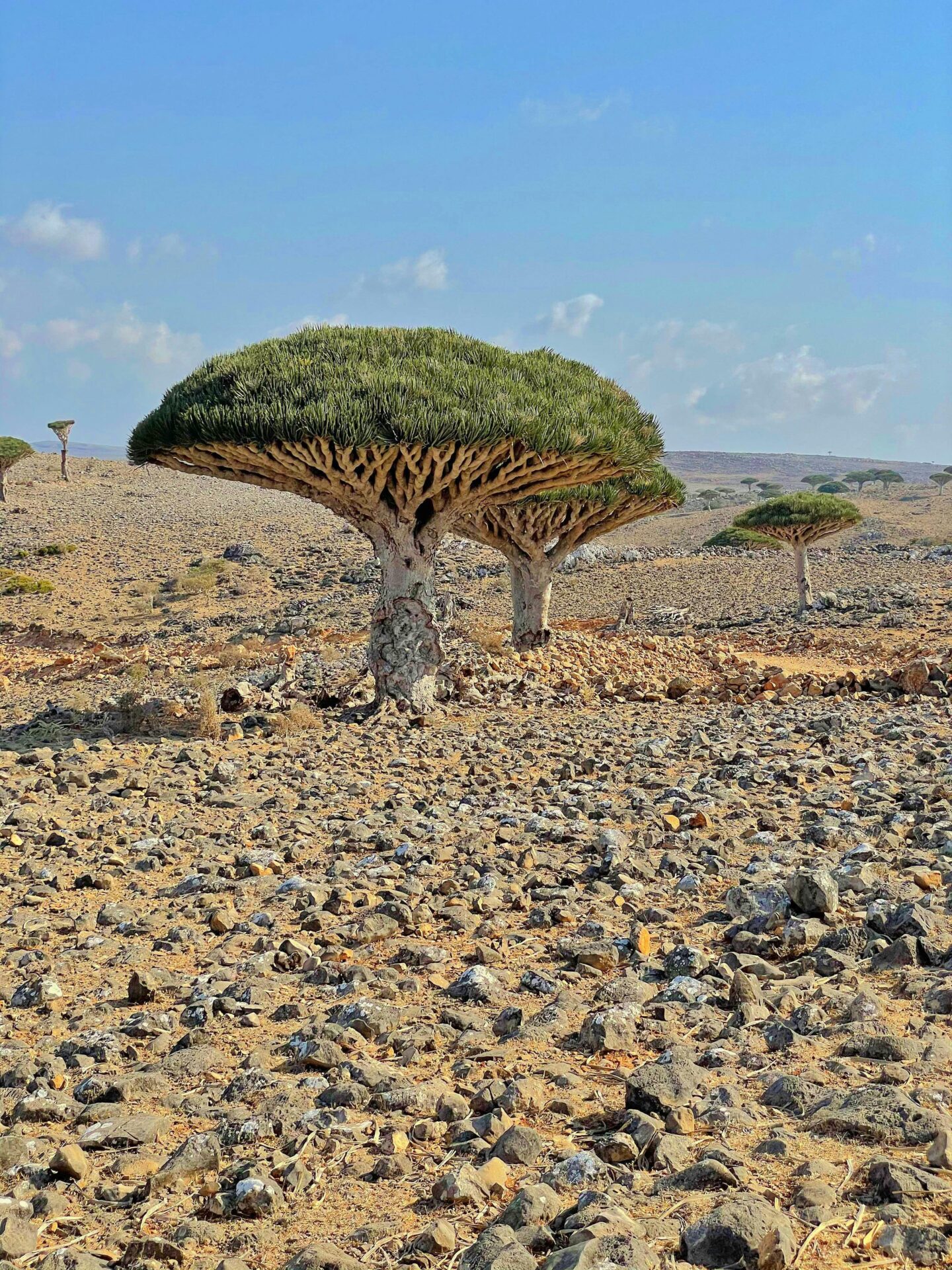 Ilha de Socotra, Iêmen
