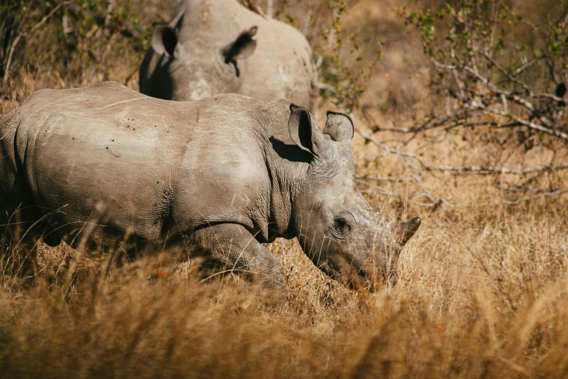 Parque Nacional Kruger, África do Sul