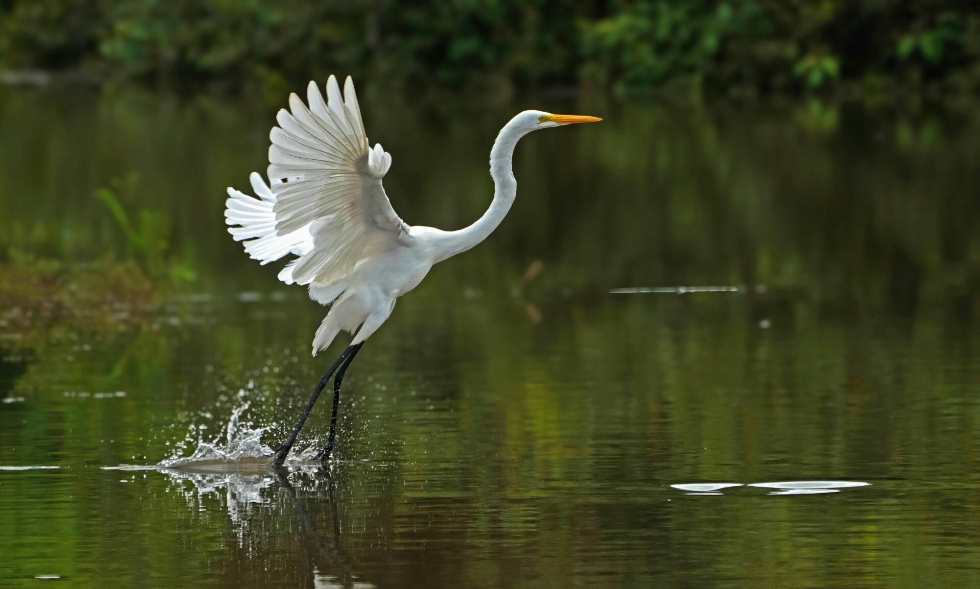 Pantanal, destinos imperdíveis no Brasil, um dos principais destinos nacionais.