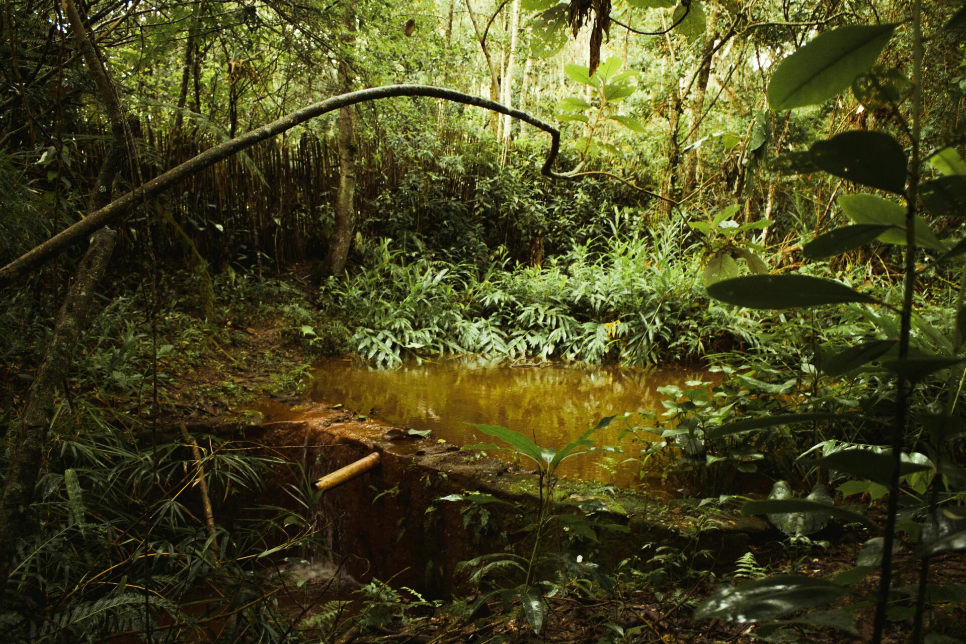 Pantanal: Aventura na Maior Planície Alagada do Mundo