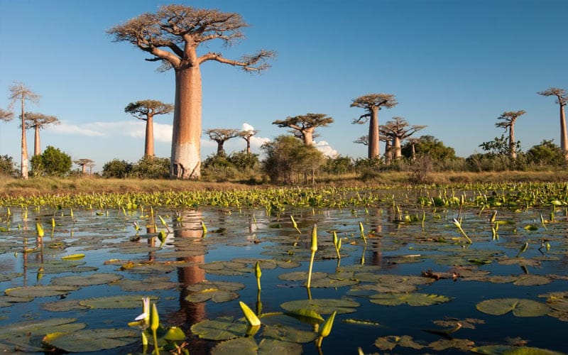 Madagascar - Destinos exóticos para conhecer