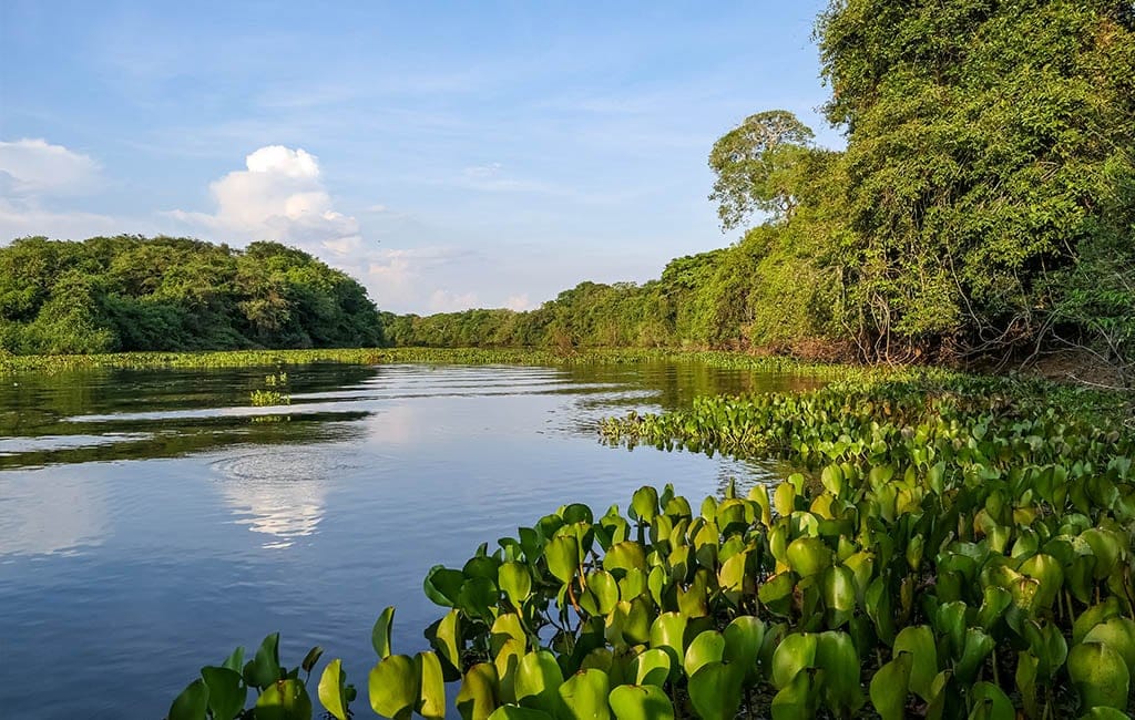 Pantanal