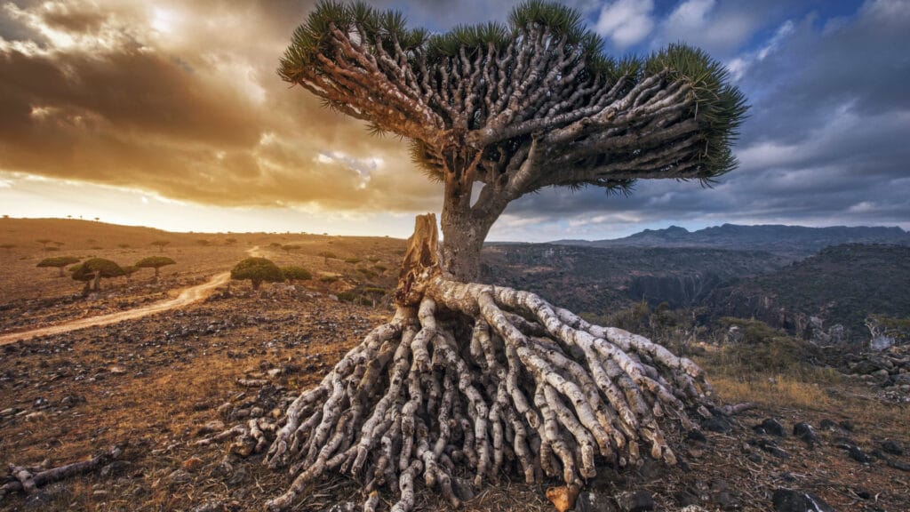 Ilha de Socotra, Iêmen