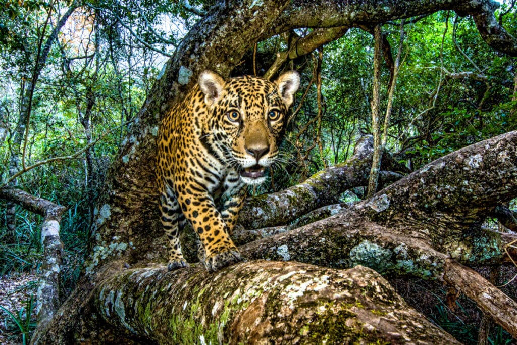 Explorando o Roteiro Pantanal: Uma Jornada na Natureza Selvagem do Brasil - aproveite o Roteiro completo.