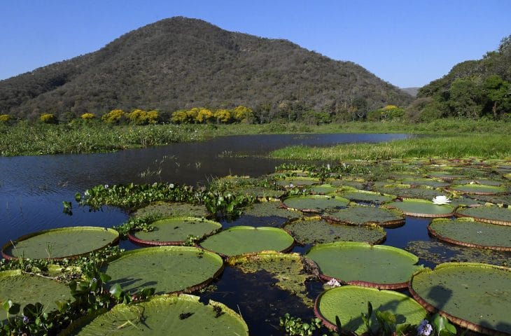 Pantanal, Mato Grosso e Mato Grosso do Sul