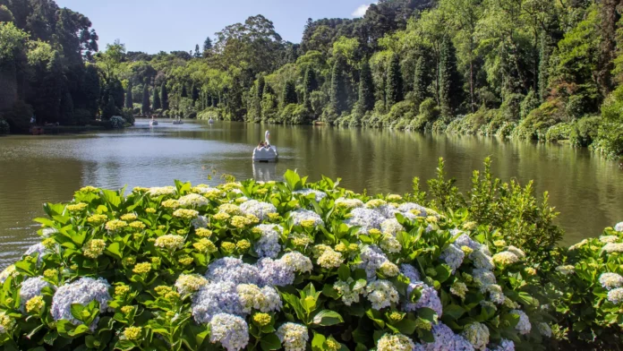 pacote para gramado em oferta